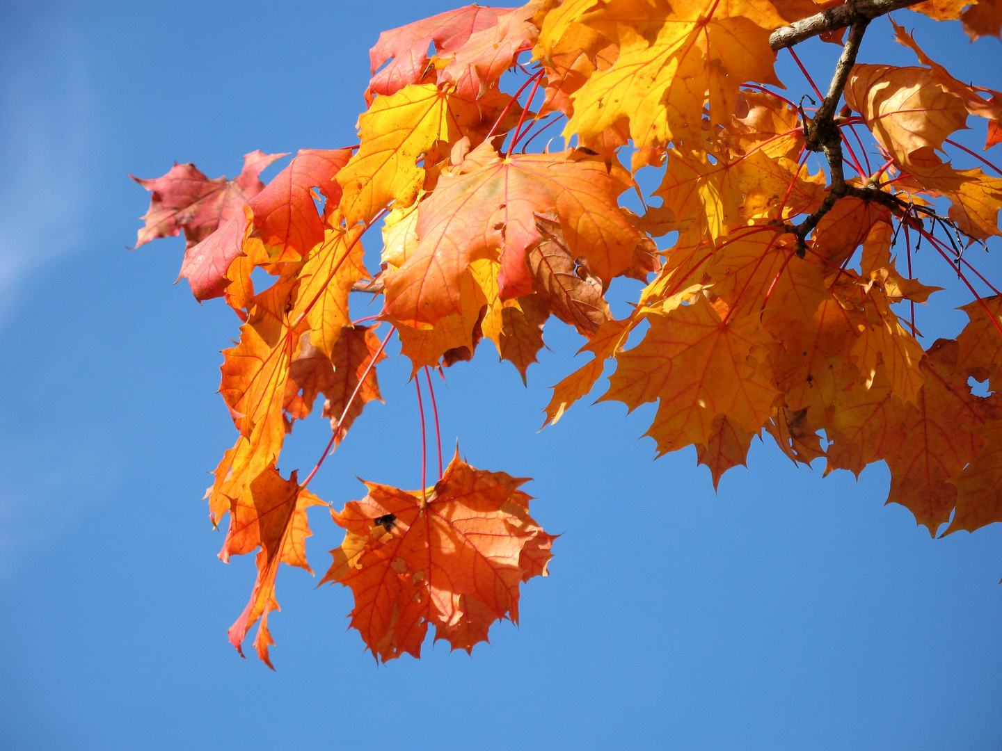 Ein herbstlicher Ahornzweig 