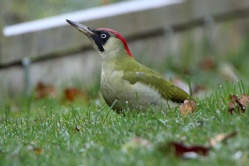 Ein herbstlicher Besuch im Garten