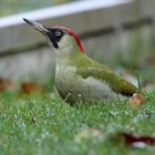 Ein herbstlicher Besuch im Garten