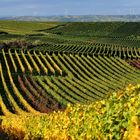 Ein herbstlicher Gruß aus Rheinhessen