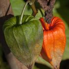 Ein herbstlicher Gruß .....