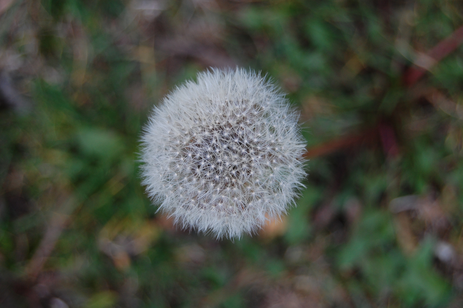 Ein herbstlicher Löwenzahn