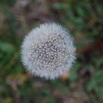 Ein herbstlicher Löwenzahn