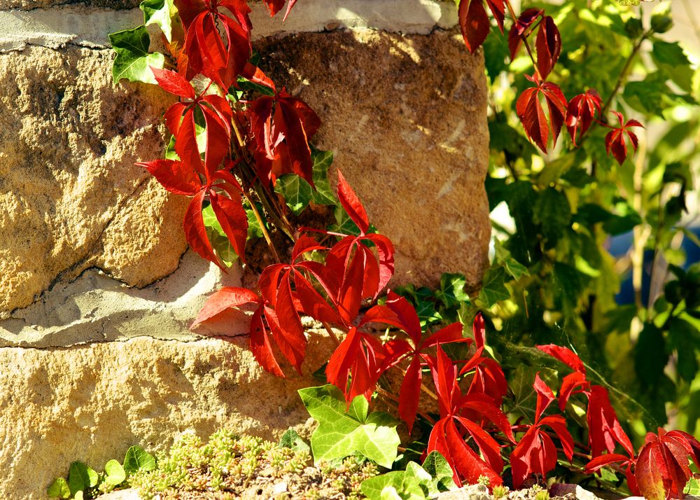 Ein herbstlicher Mauerschmuck