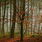 Ein herbstlicher Morgen im Wald