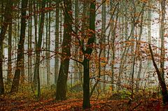 Ein herbstlicher Morgen im Wald