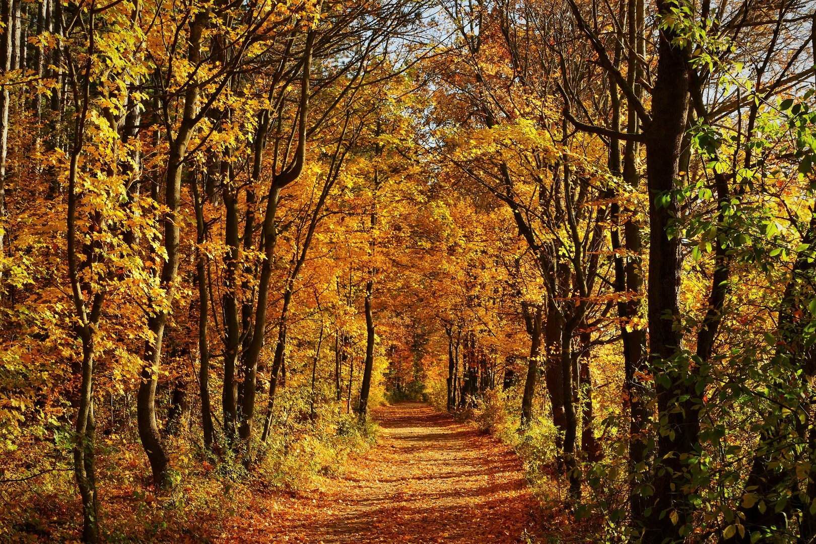 Ein herbstlicher Spaziergang mit Durchblick