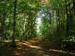 Ein Herbstlicher Waldweg