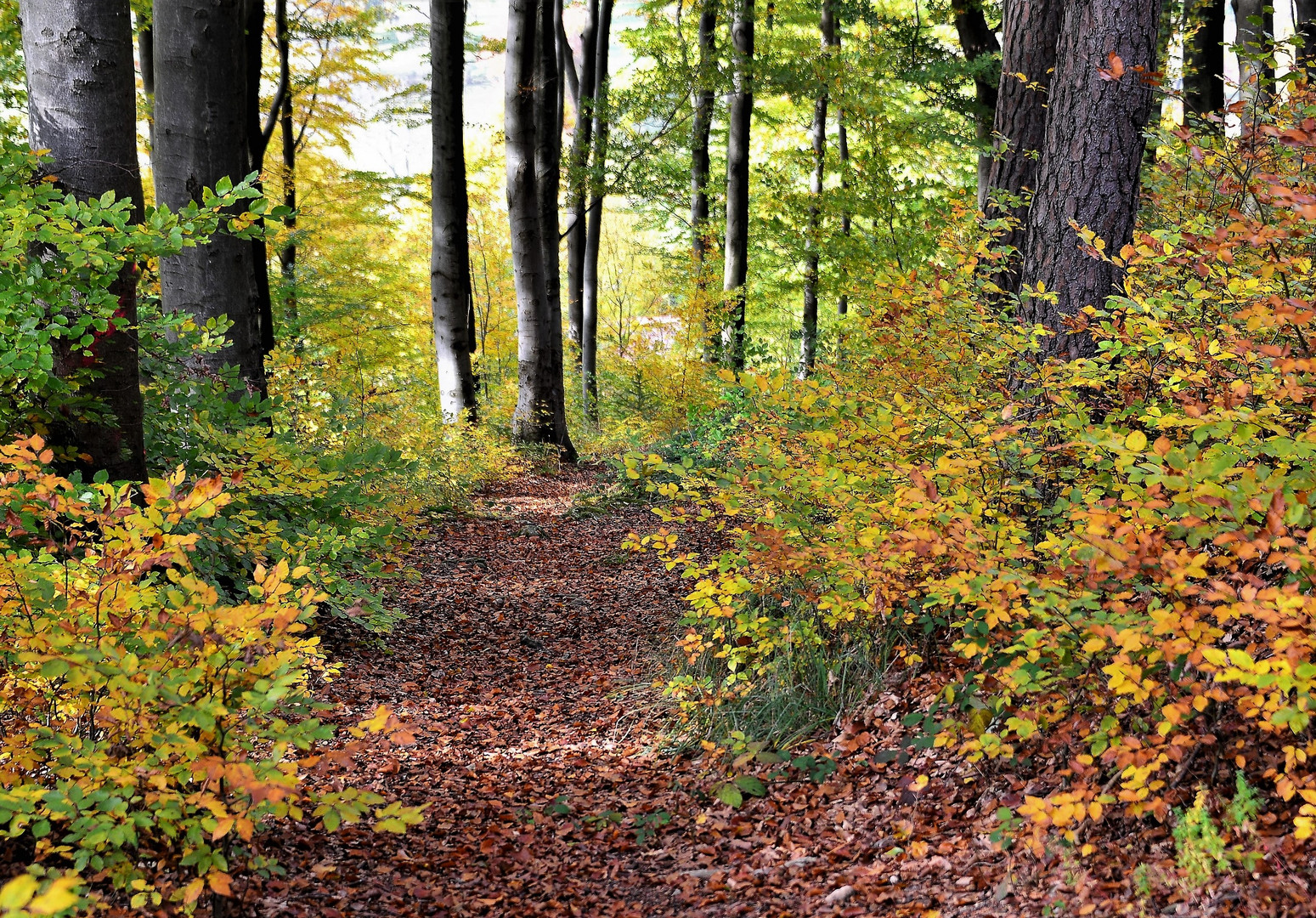 Ein herbstlicher Waldweg im Oktober