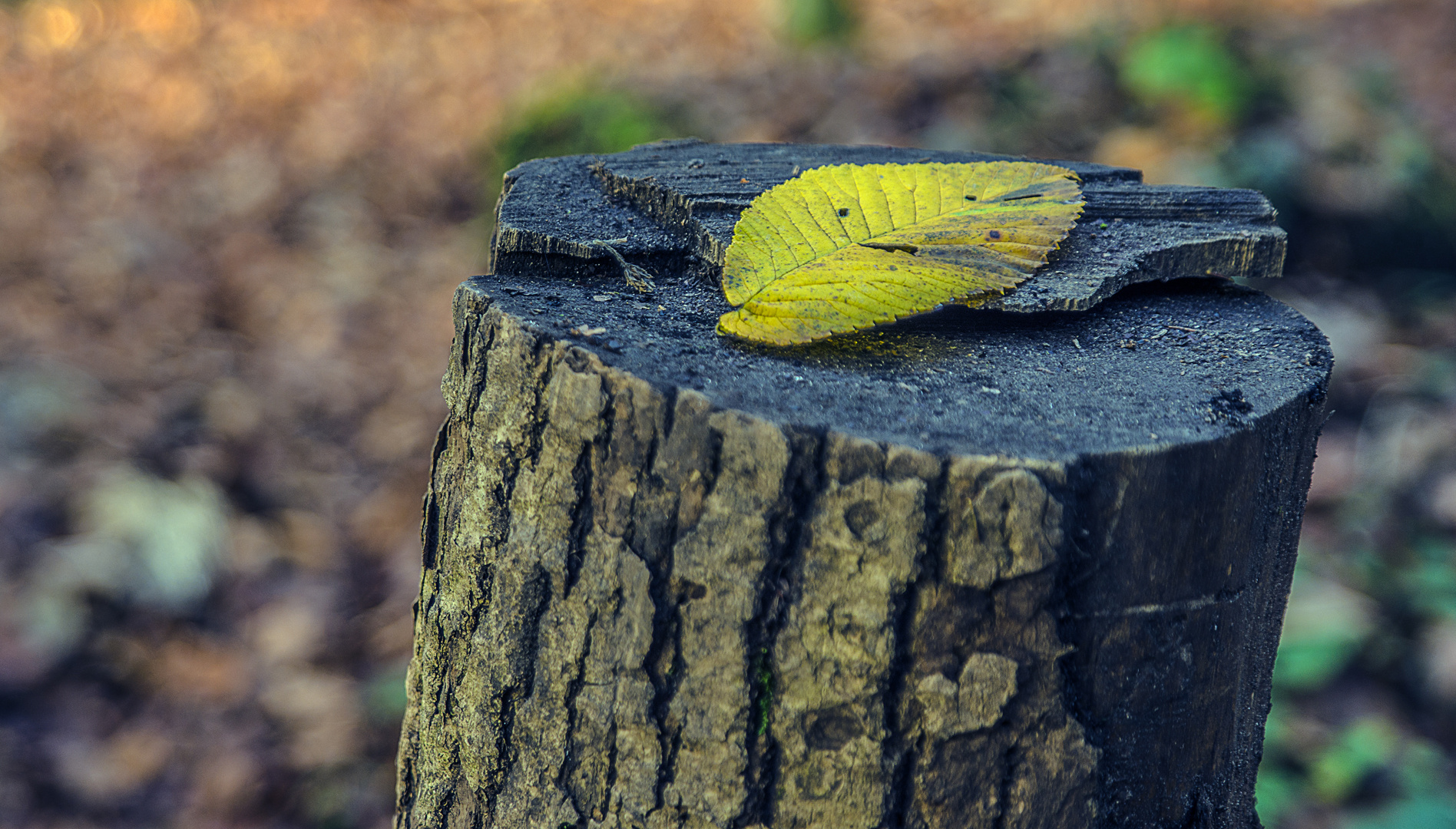 Ein herbstliches Buchenblatt