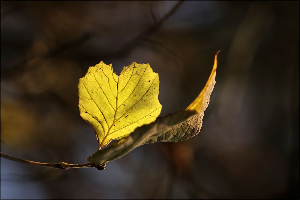 Ein herbstliches Herz...