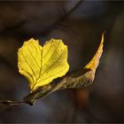 Ein herbstliches Herz...