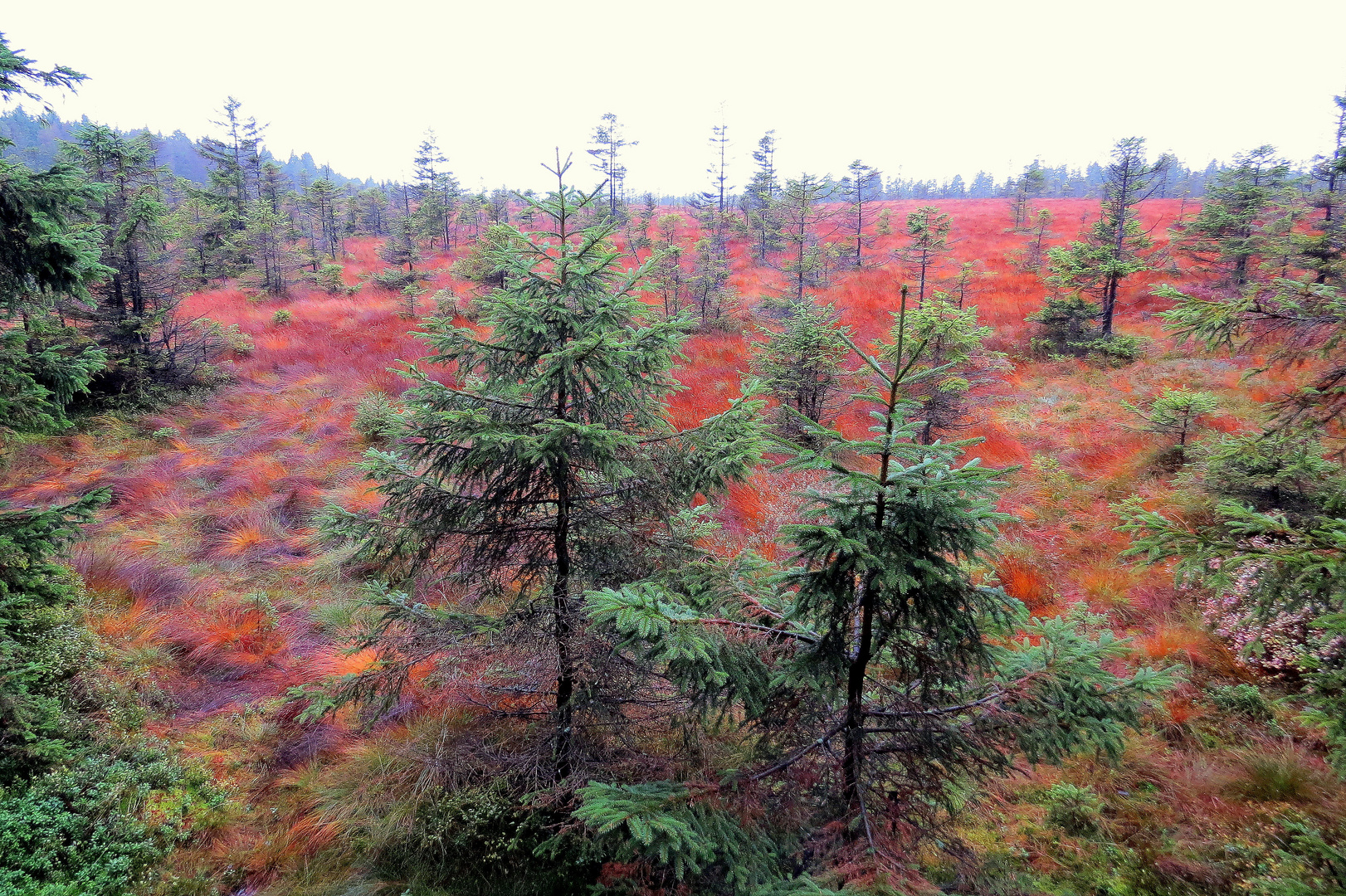 Ein herbstliches Hochmoor im Harz