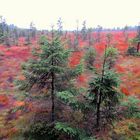 Ein herbstliches Hochmoor im Harz