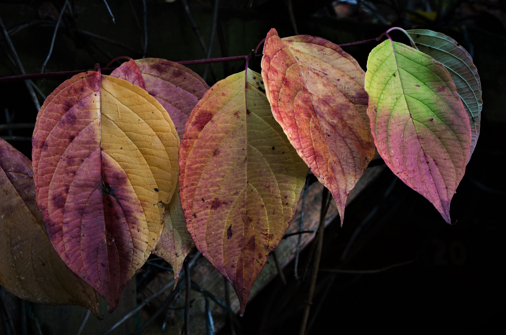 Ein herbstliches Quintett....