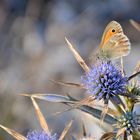 Ein herbstliches Sonnenbad