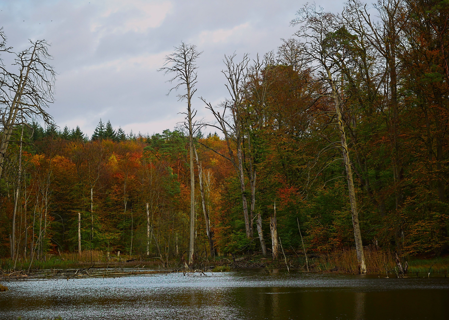 ein herbstliches Ufer ...