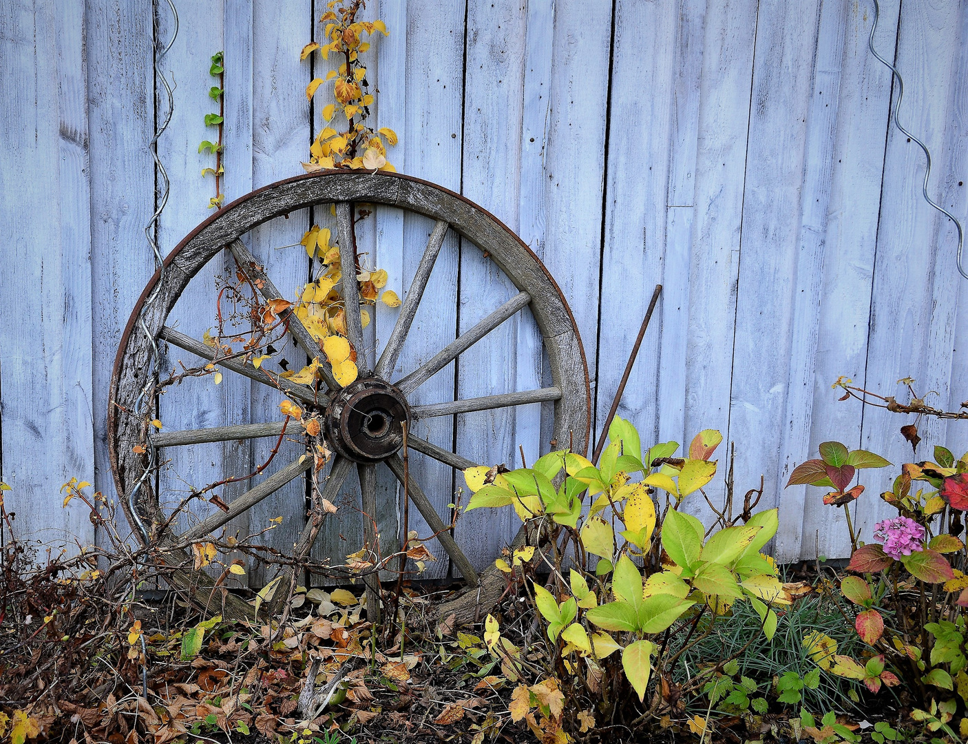 Ein herbstliches Wagenrad