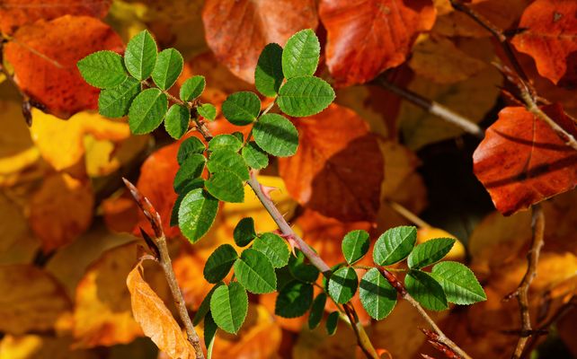 EIN HERBSTMOMENT, DER DAS HERZ SANFT BERÜHRT