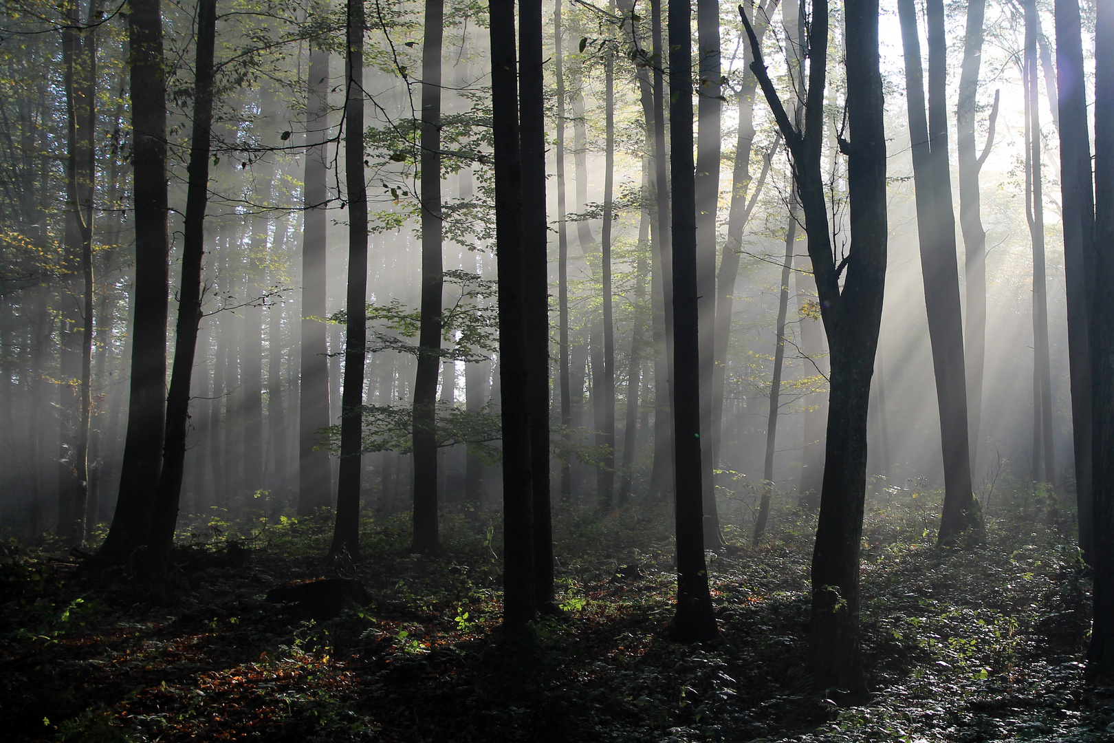 Ein Herbstmorgen