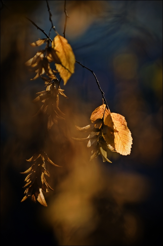 ein Herbstnachmittag 