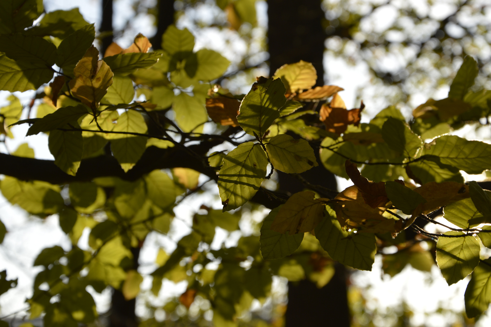 Ein Herbstnachmittag