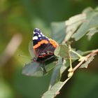 Ein Herbstschmetterling