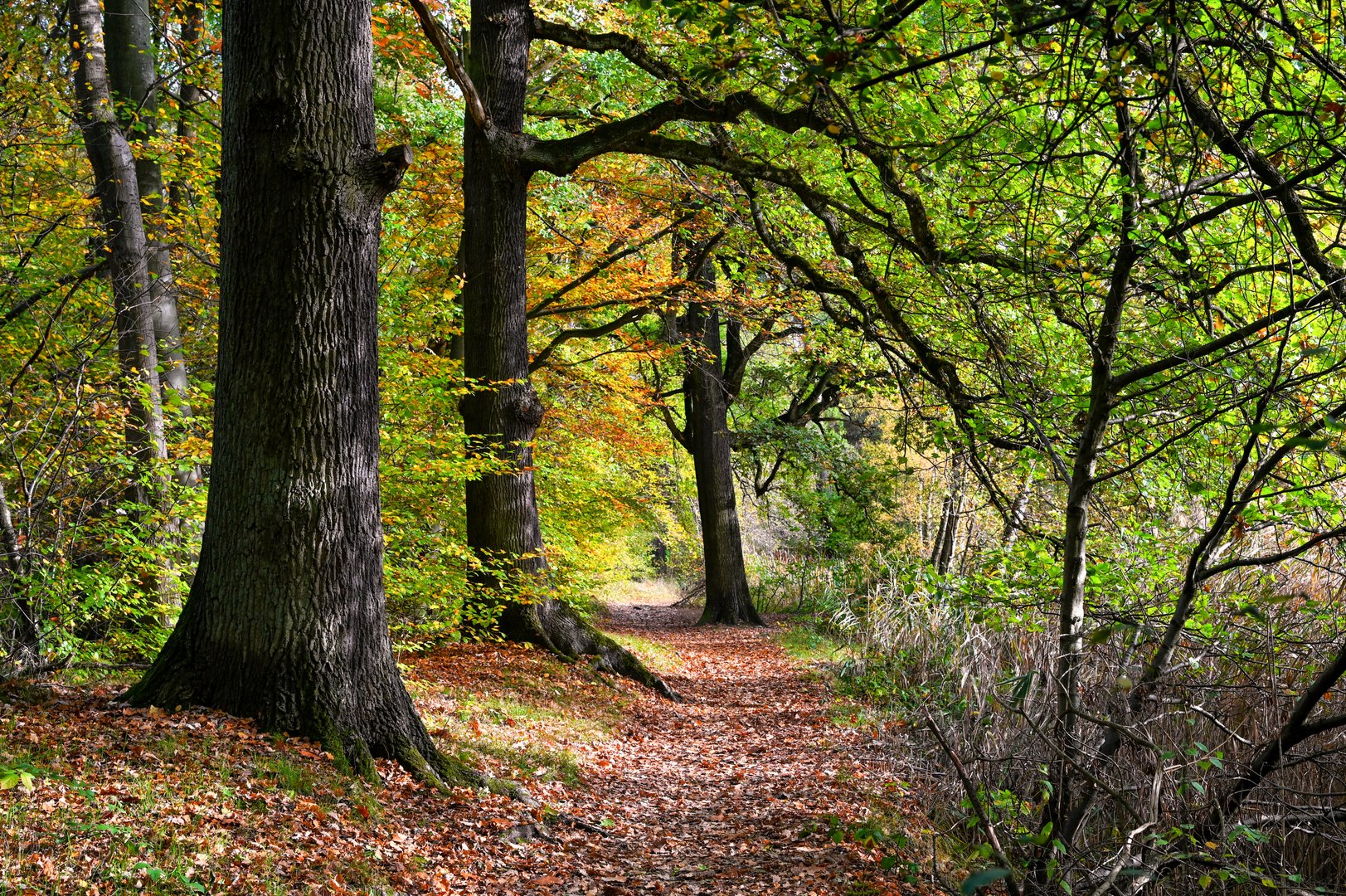 Ein Herbstspaziergang