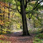 Ein Herbstspaziergang