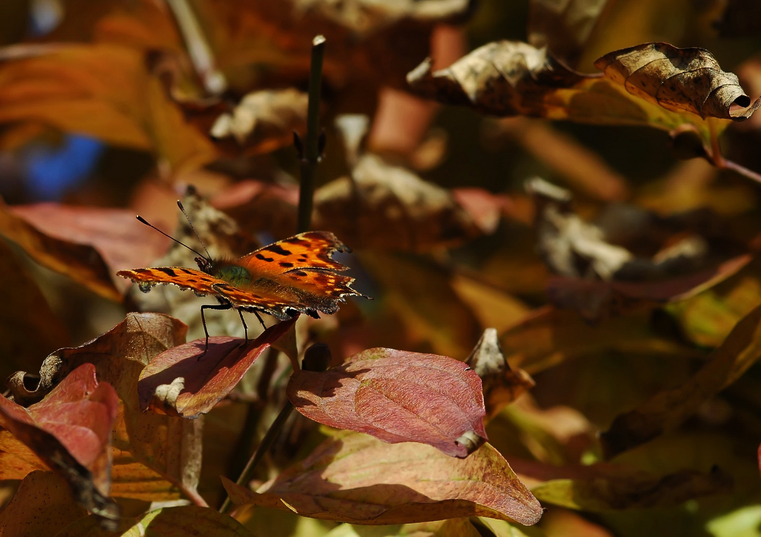 Ein Herbstspaziergang....