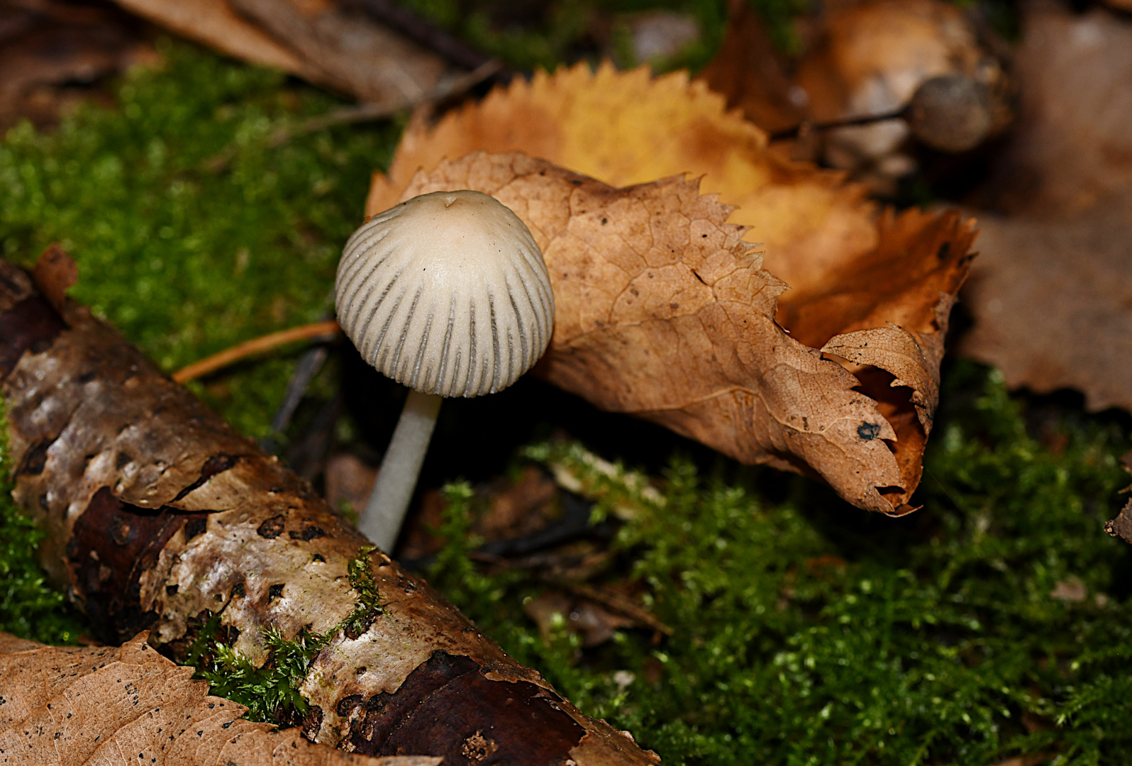 EIN HERBSTSPAZIERGANG IM REICH DES WALDPILZES