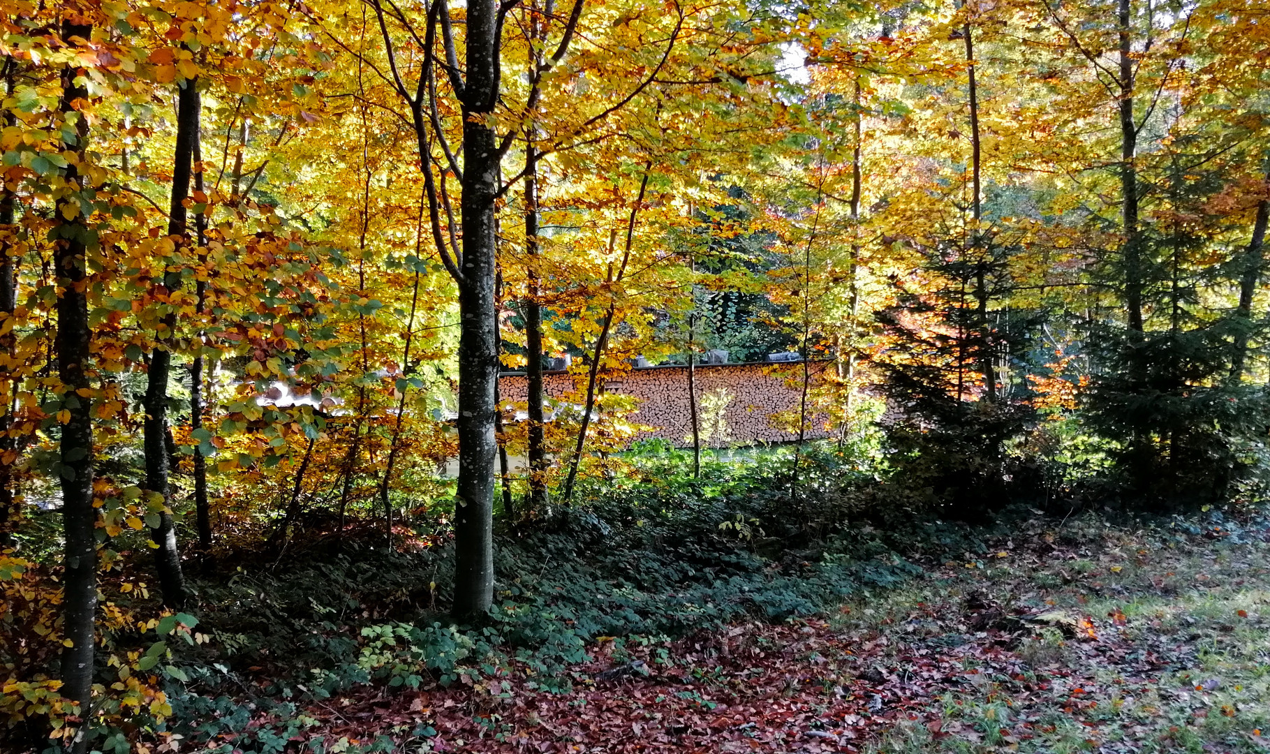 Ein Herbstspaziergang im Wald