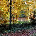 Ein Herbstspaziergang im Wald