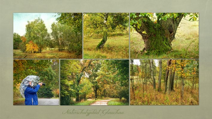 ... ein Herbstspaziergang mit so vielen Motiven ...