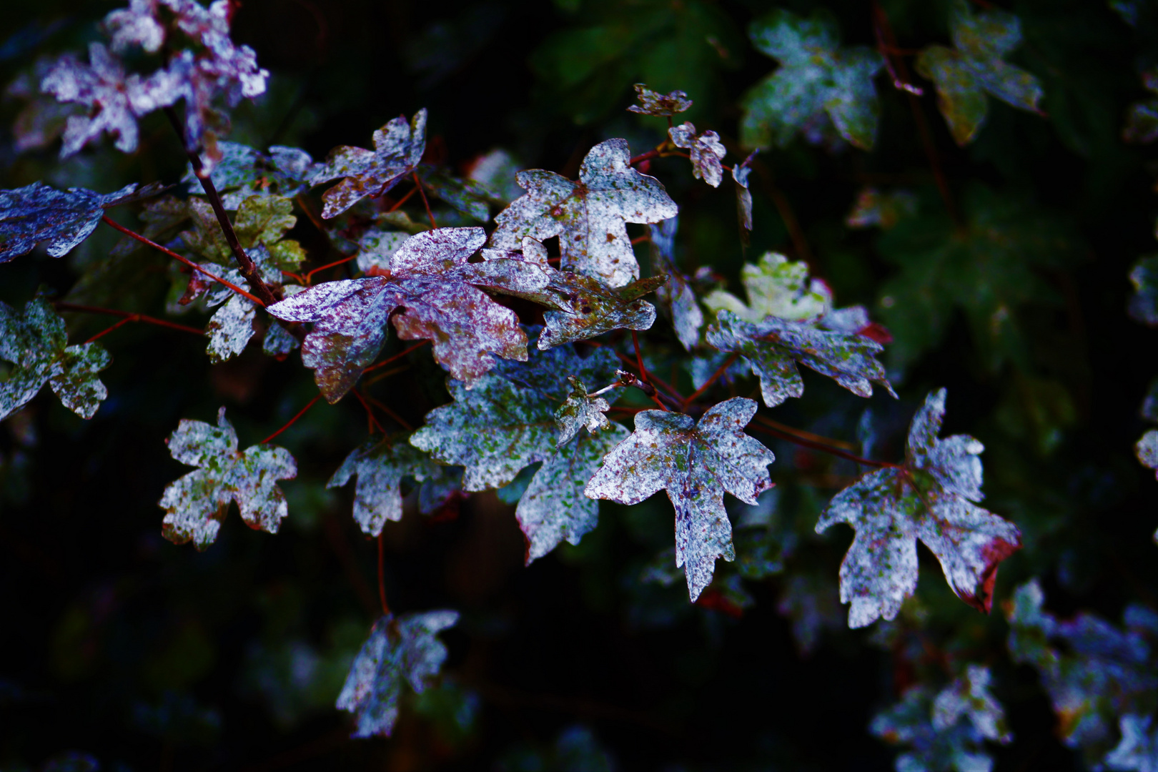 ein Herbststilleben