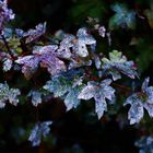 ein Herbststilleben