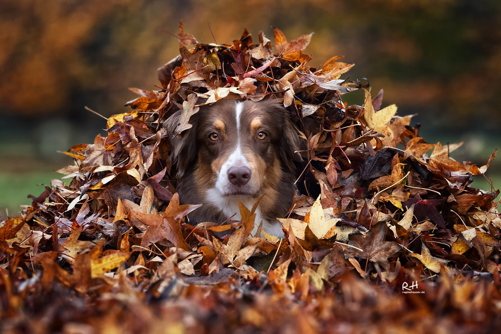 Ein Herbsttag