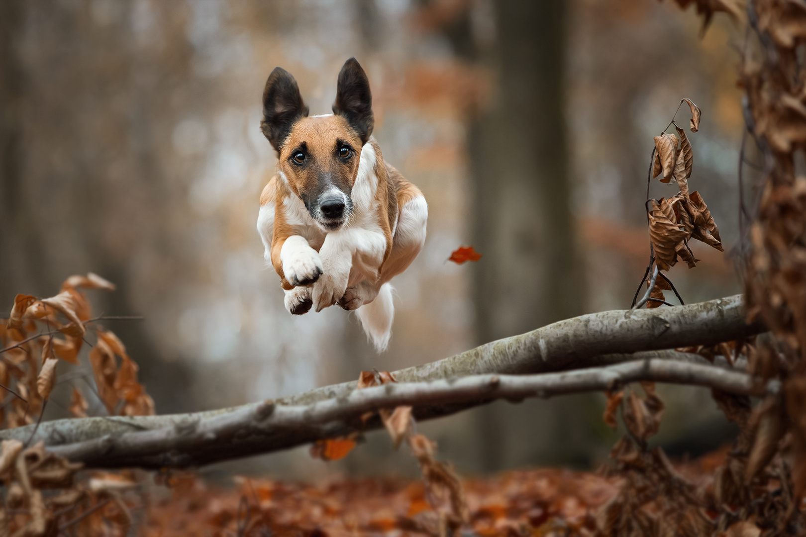 Ein Herbsttag