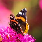 Ein Herbsttag im Garten