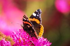 Ein Herbsttag im Garten