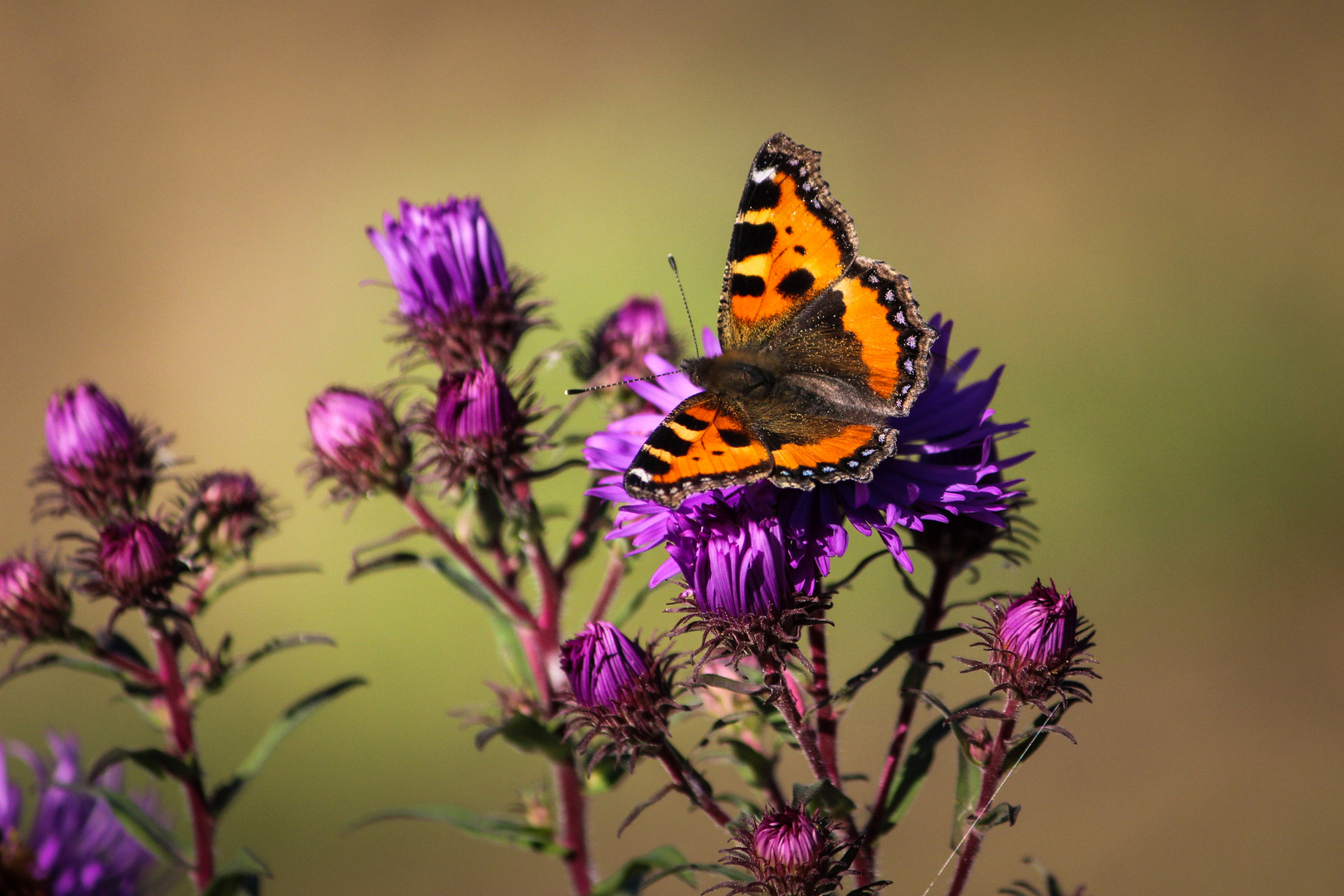 Ein Herbsttag im Garten II.