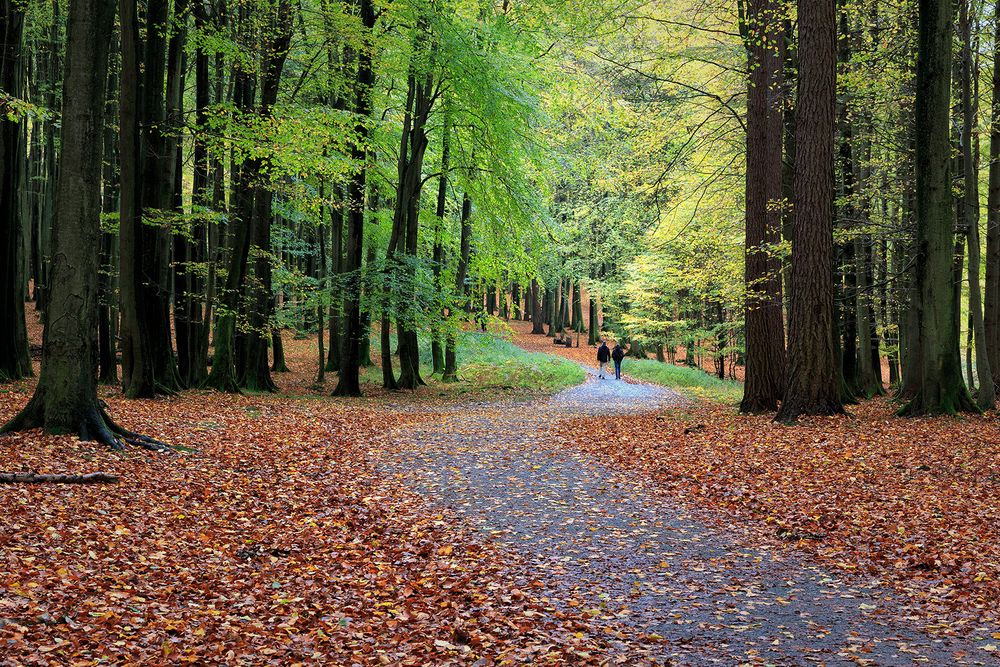 Ein Herbsttag im Jasmunder Wald