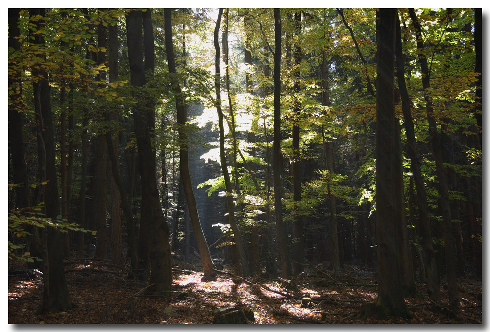 Ein Herbsttag im Taunus