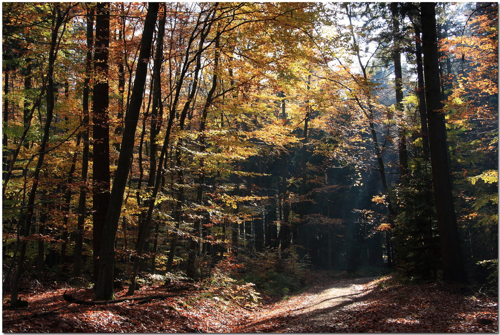 Ein Herbsttag im Taunus