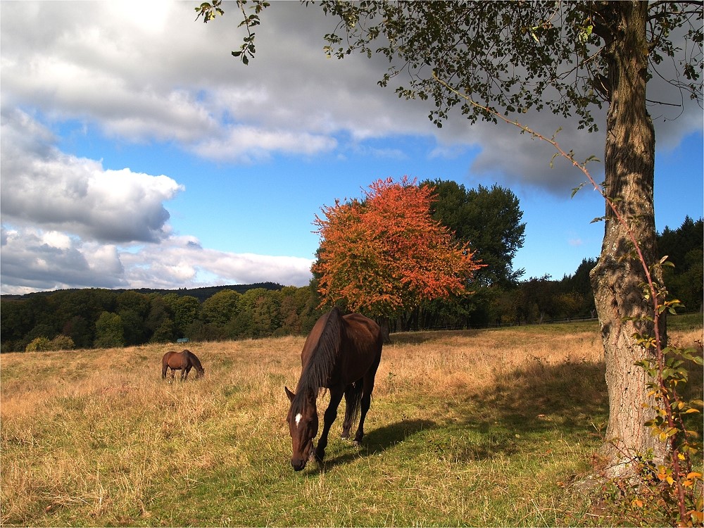 Ein Herbsttag im Taunus