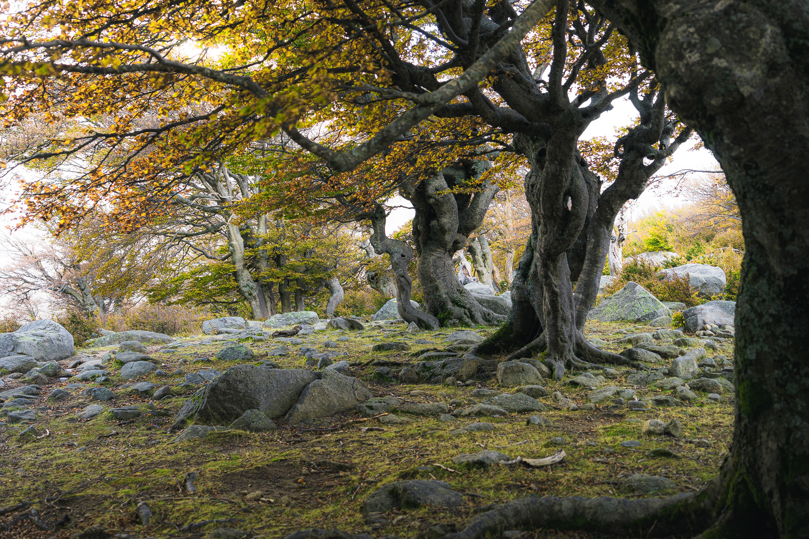 Ein Herbstwald