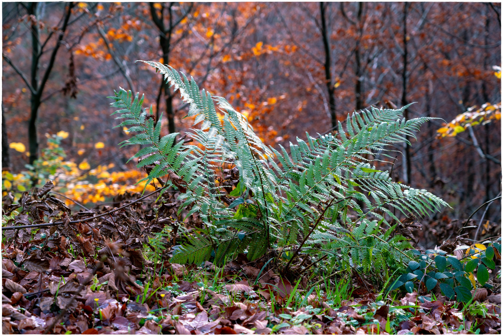 Ein Herbstwaldfarn ...