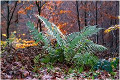 Ein Herbstwaldfarn ...