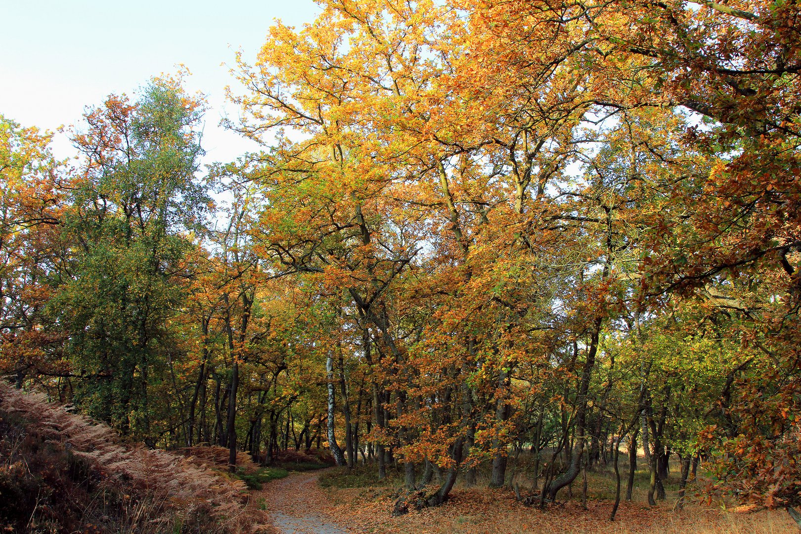 Ein Herbstweg...