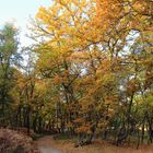 Ein Herbstweg...